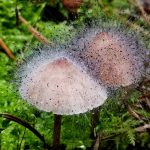 Grzybobranie piękno natury grzyby rosną wszędzie