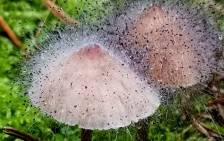 Grzybobranie piękno natury grzyby rosną wszędzie